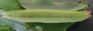 Mycalesis perseus perseus - Final Larvae